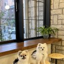 연남동 애견동반 브런치 카페 ‘코티지블루’ 메뉴·분위기·후기 총정리