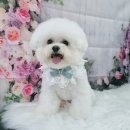 빵실하개 이미지