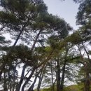 영주 숙수사지 당간지주 이미지