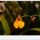 온시디움(Oncidium) 이미지