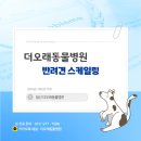 더오래 동물병원 | [일산 더오래동물병원] 9살 말티즈 스케일링 케이스