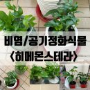 새로나화원 | 그늘 음지에서 잘자라는 비염 공기정화식물 [히메몬스테라] 어제봤던식물 택배후기