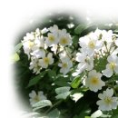 둥이네 농장 이미지