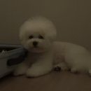 내담대구뽈찜해물갈비찜영주점 | 9월 가을 찾으러 갔는데 거기에 없던데?