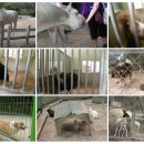 도농목장 이미지