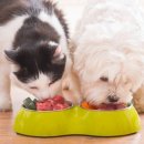 한국영양전문동물병원 이미지