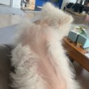 스마일댕댕 이미지