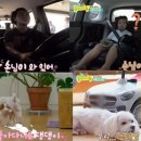 똥강아지 이미지