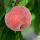 복숭아연구소 이미지
