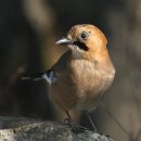 삼성조류 이미지