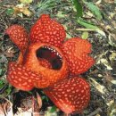 오지할머니 이미지