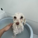 멍멍부띠끄 이미지