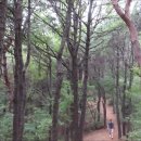 봉제산 등촌동 숲속놀이터 이미지