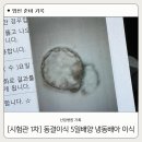 [시험관 1차] 동결이식 5일배양 눈사람배아 상급 이식 후기