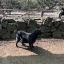 중앙흑염소농장 이미지