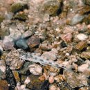 척삭동물문-조기강-잉어목-잉어과-흰수마자(멸종위기 야생생물 Ⅰ급) 이미지
