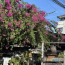 세븐일레븐 화전양지마을점 | 태국 치앙마이 여행 - 11월 건기 5박 5일 치앙마이 여행 간단 후기