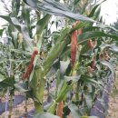 여주자영농업고등학교 이미지