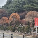 중앙로가로수 이미지