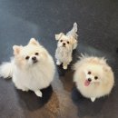 힐링독 반려견센터 이미지