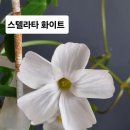 오리자