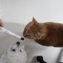 최피부과의원 | [내돈내산/ 광고아님] 신사동 홈O의원 피부레이저 진짜 솔직 후기