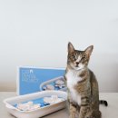 리틀캣 | 캣디피 고양이 먹이퍼즐 추천 혼자놀 때 좋은 장난감