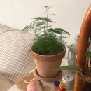 반려식물 키우기-1 :: 갑조네 공기정화식물 수염틸란드시아, 아스파라거스모종, 오렌지자스민 플랜테리어