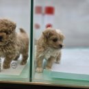 미유펫 강아지분양 고양이분양 전주점 이미지