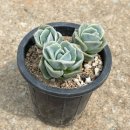 환성농장 이미지