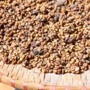 커피이지스 이미지