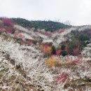 숲향여행사 이미지