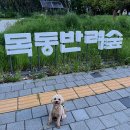 점섬운동장 | 목동반려숲공원 | 도심 속 강아지 운동장 후기, 주차정보·위치 안내