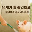 미라클수 | "돈사 냄새가 확 줄었어요!" 진짜 효과 본 '미라클수' 후기