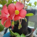 포레스토아이 사랑초 이미지