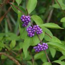 시골정취 이미지