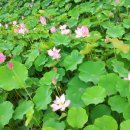 자주고름 이미지