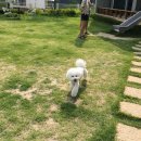 비숑마을펜션 이미지