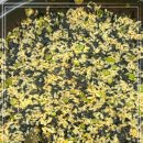 감동샤브 이미지