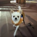 뚜리까까 | [성북/성신여대/한성대입구] '뚜리까까' 강아지수제간식전문점 &amp; 멍와인 후기