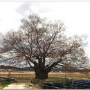 영풍 단촌리 느티나무 이미지