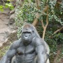 고릴라 이미지