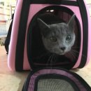 산호동물병원 이미지