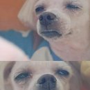 솔밭삼겹살 이미지