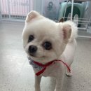 늘 사랑스럽개 이미지