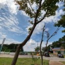 광양전동차 이미지