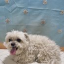 아보네 멍빌리지 이미지