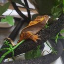 꼬미푸드 이미지