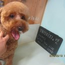 재키애견 이미지