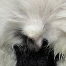 삼성의료가스 | 양주·의정부 인근 고양이 수컷 중성화 잘하는 곳｜포레브동물의료센터 삼성이 사례 공개